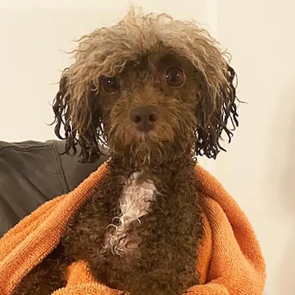 small dog after her bath