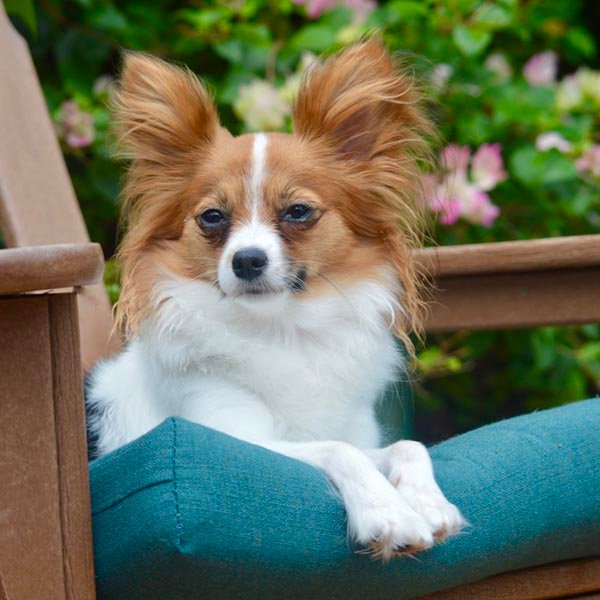 cute dog sitting on the chair outdoors