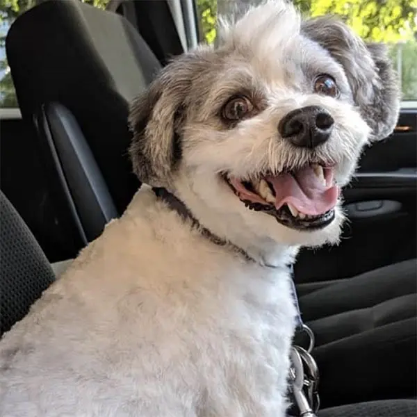 a small dog sitting in the car